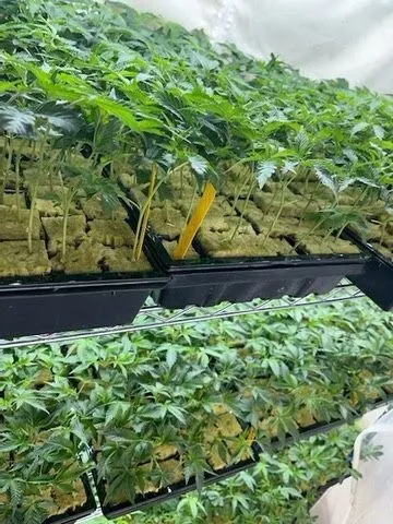 THC clones