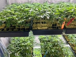 Clones for sale