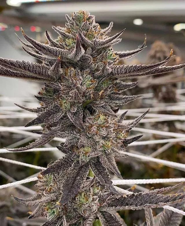 WTR-8.5-weeks