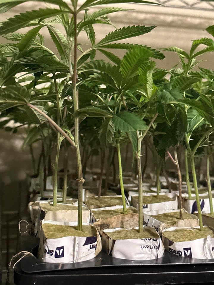 Cannabis clones