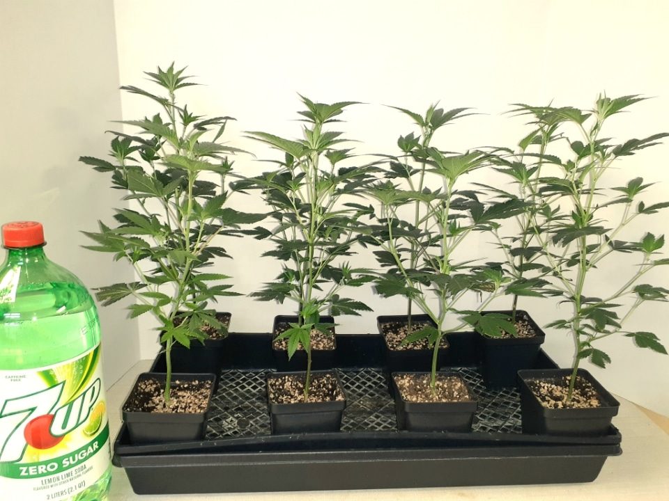 Resized_20240120_094228