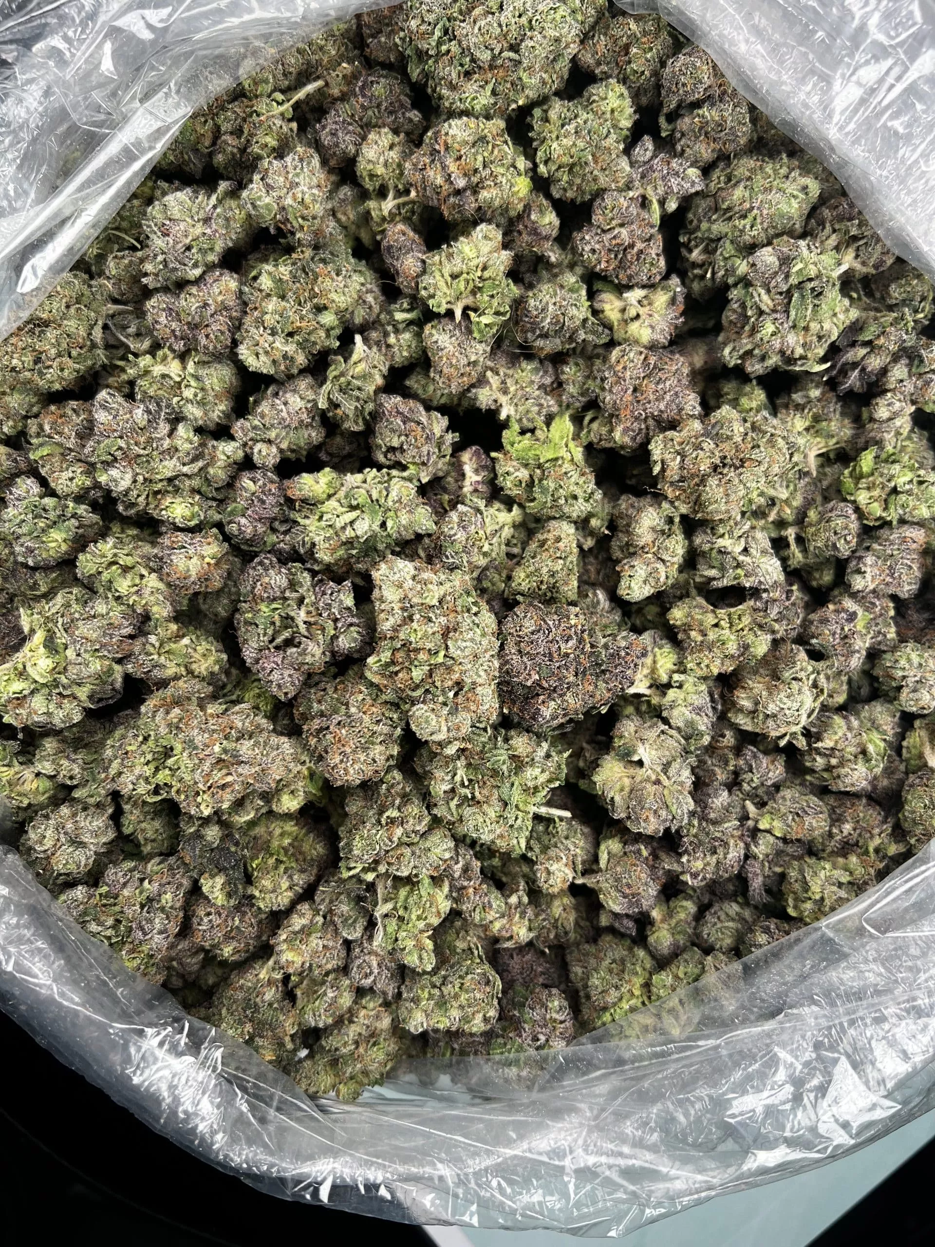 Blue Cherry Gelato