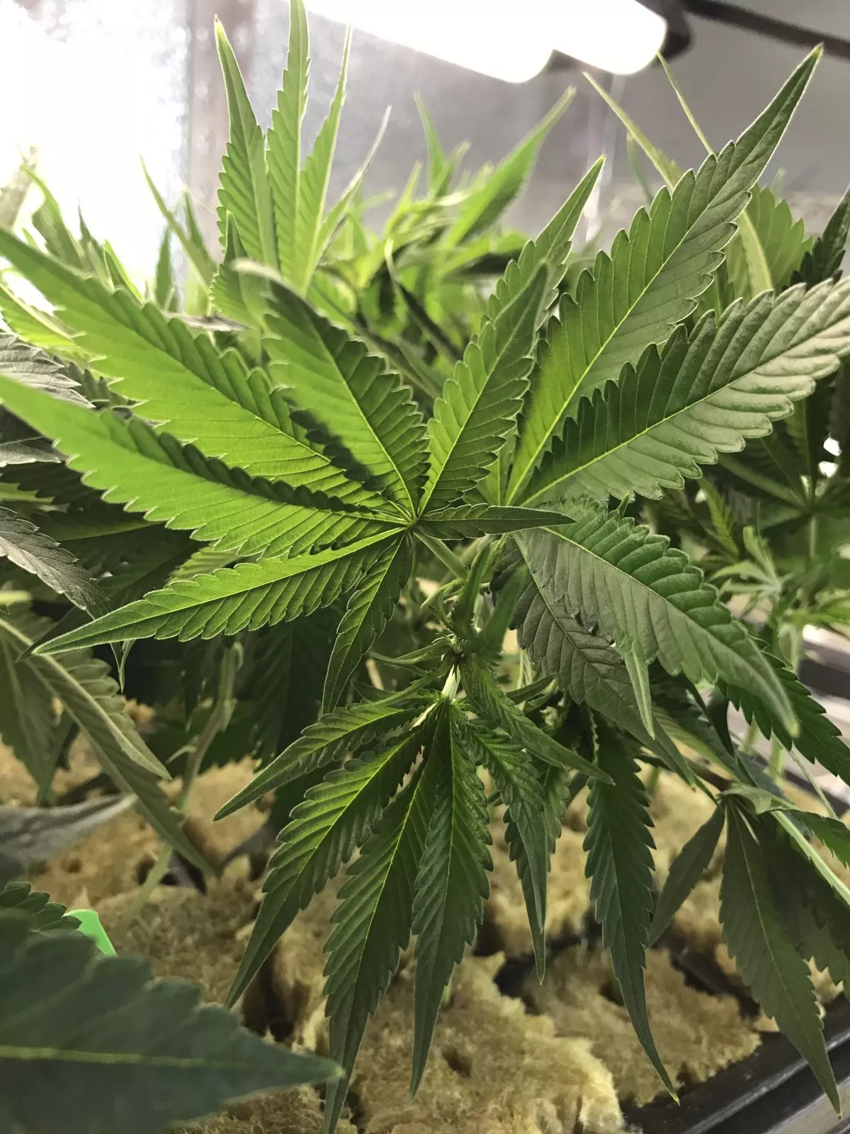 Clones for sale