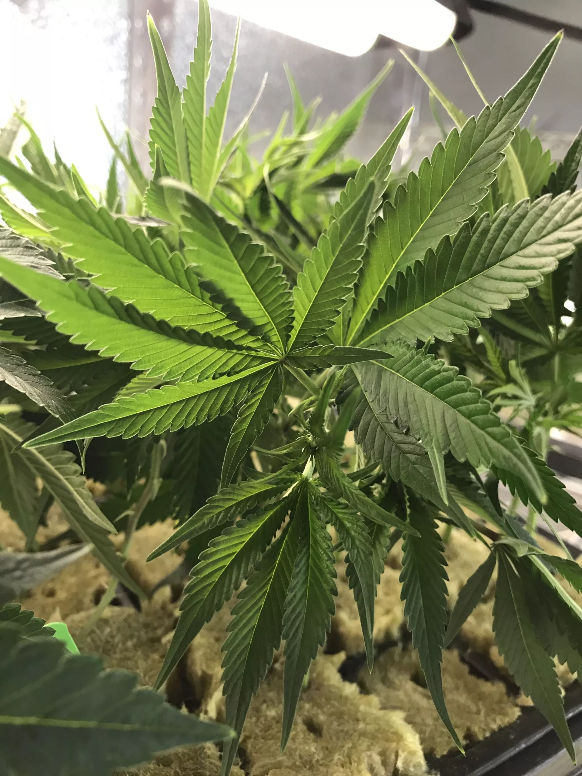 Clones for sale