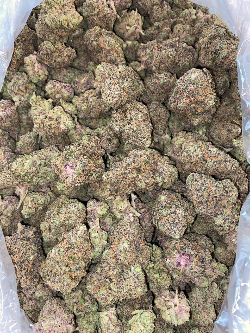 WhatsApp Image 2025-09-07 at 4.37.39 AM (2)